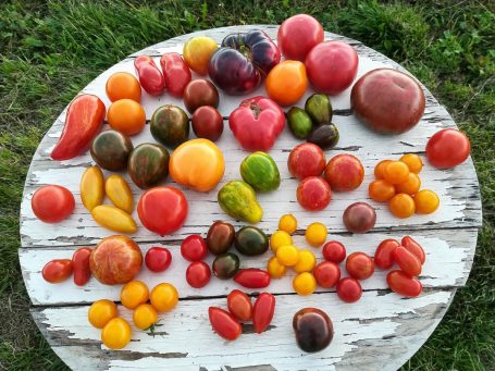 Übersicht verschiedene Tomatensorten