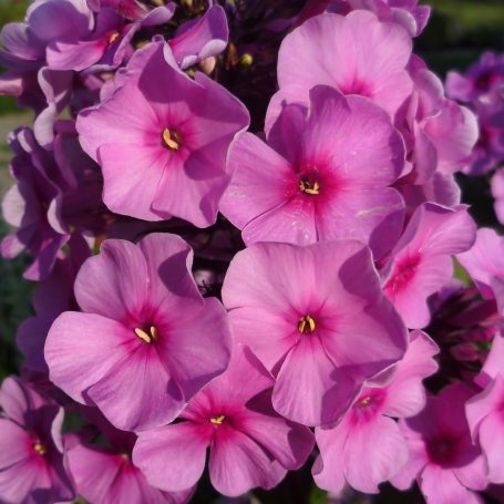 Phlox paniculata 'Eva Cullum' Gartenphlox
