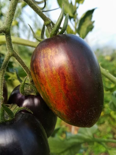 Eiertomate Brad's Atomic Grape