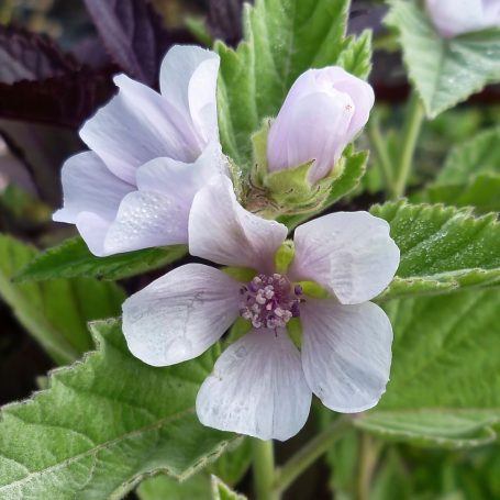 Althaea officinalis Echter Eibisch