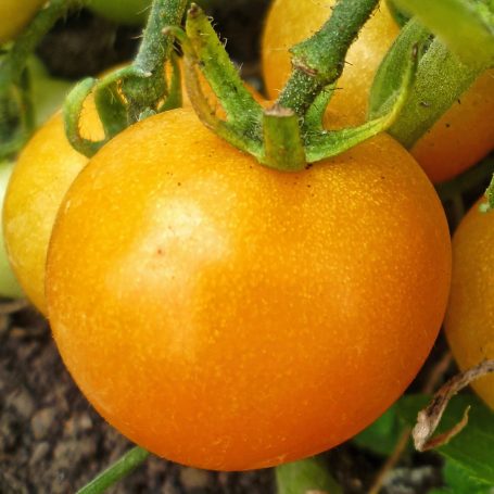 Cocktailtomate Ping Pong